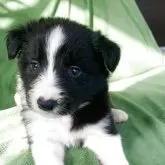 ボーダーコリー【青森県・男の子・2025年3月23日・ブラック&ホワイト】の写真2