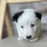 ボーダーコリー【青森県・女の子・2025年3月23日・ブラック&ホワイト】の写真4