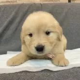 ゴールデンレトリバー【青森県・男の子・2025年8月19日・ピンクリボンくん】の写真4