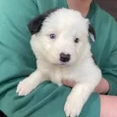 ボーダーコリー【青森県・女の子・2025年3月23日・ブラック&ホワイト】の写真8