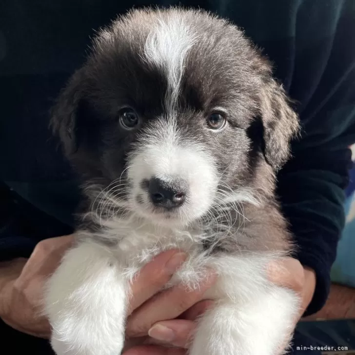 ID:2403-03164の子犬