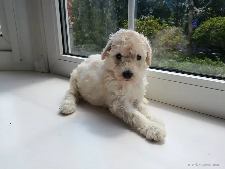 ID：1904-02393の子犬