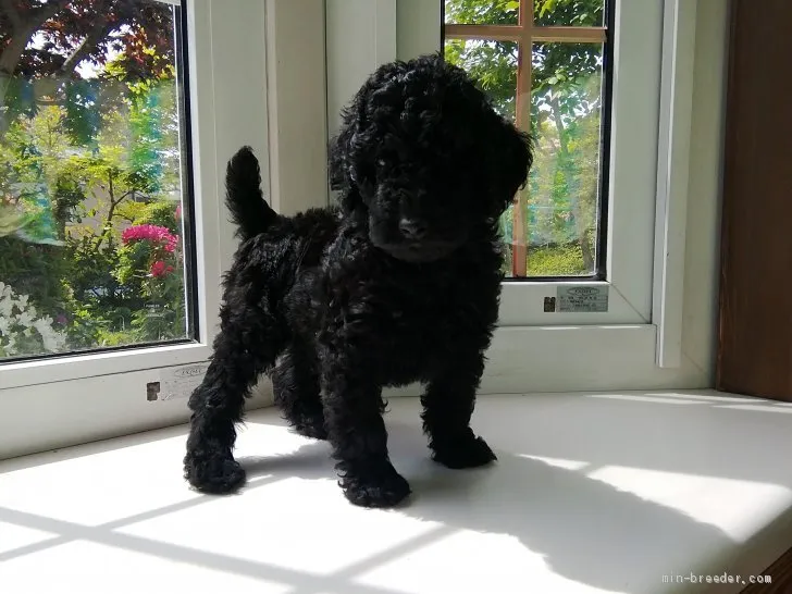 ID：1905-01577の子犬