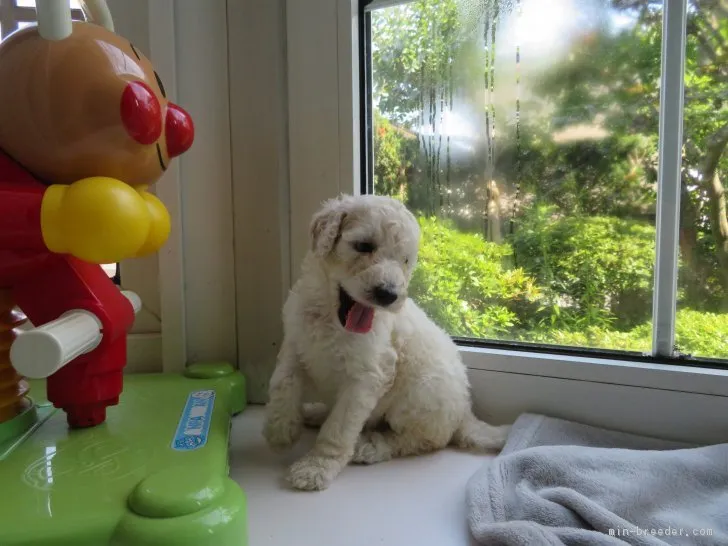 ID：1807-02985の子犬