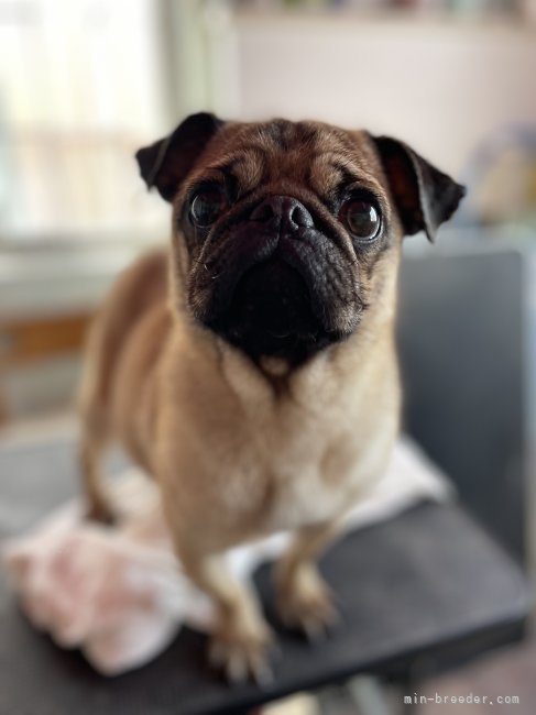 パグ【・女の子・2022年1月25日・フォーン】