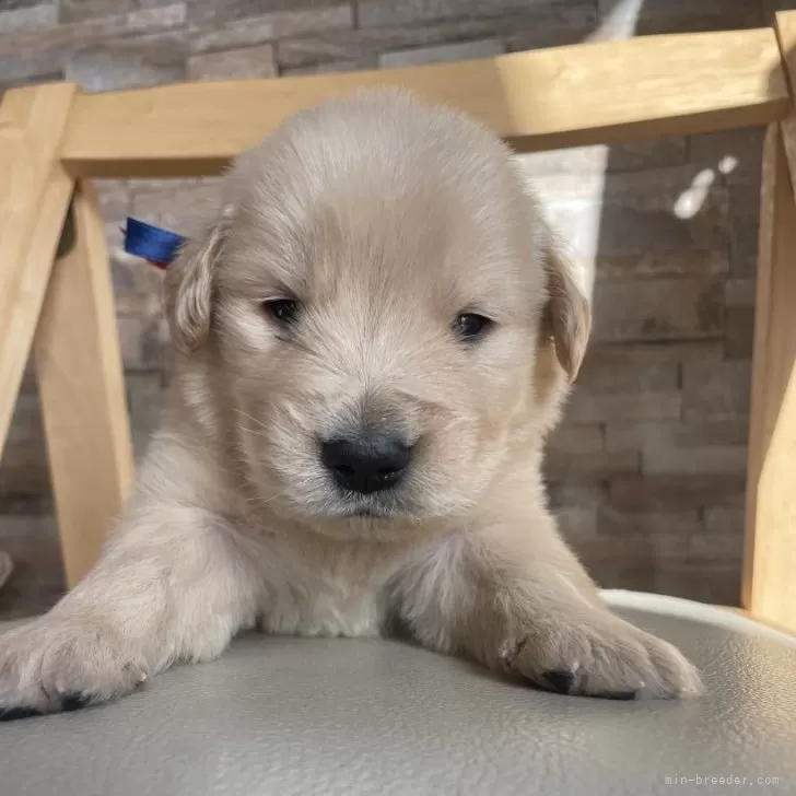 ID：2404-02033の子犬