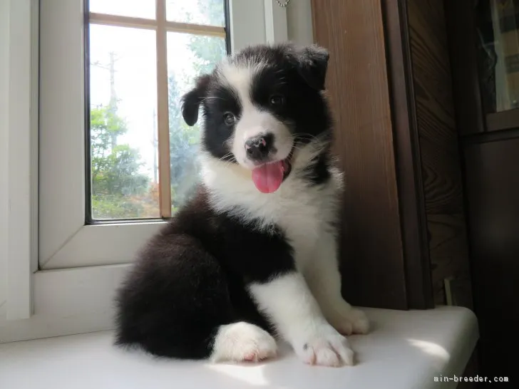 ID:1807-00719の子犬