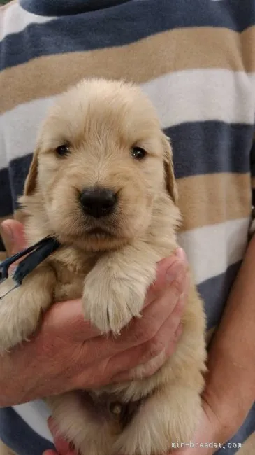 ID:2103-02407の子犬