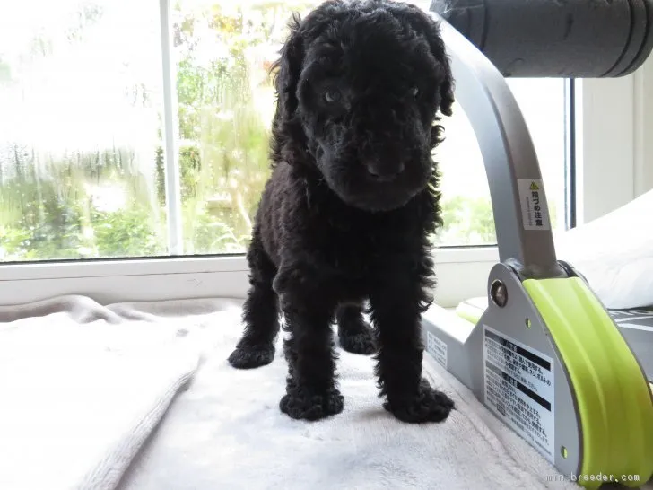 ID：1807-02984の子犬