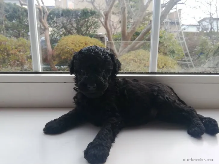 ID：2011-02354の子犬