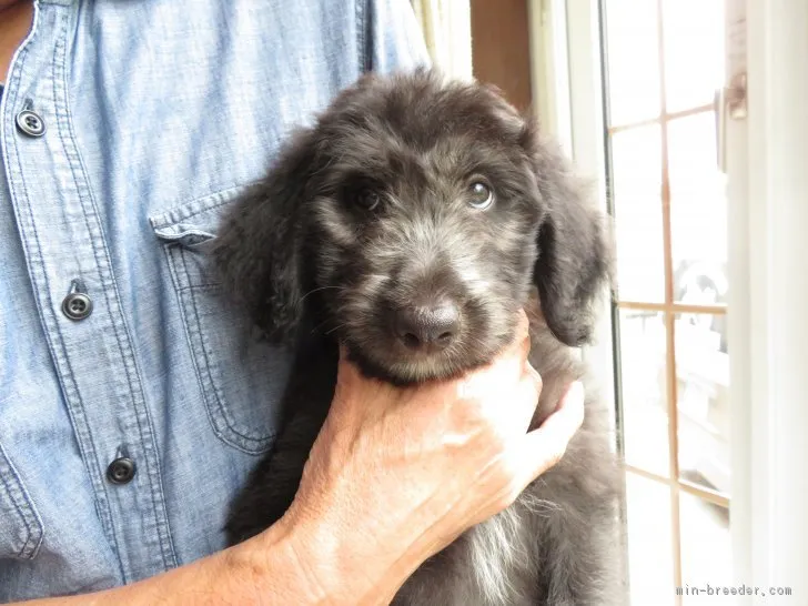 ID：1808-00794の子犬