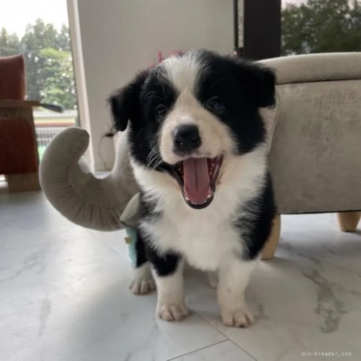 ID：2205-01198の子犬