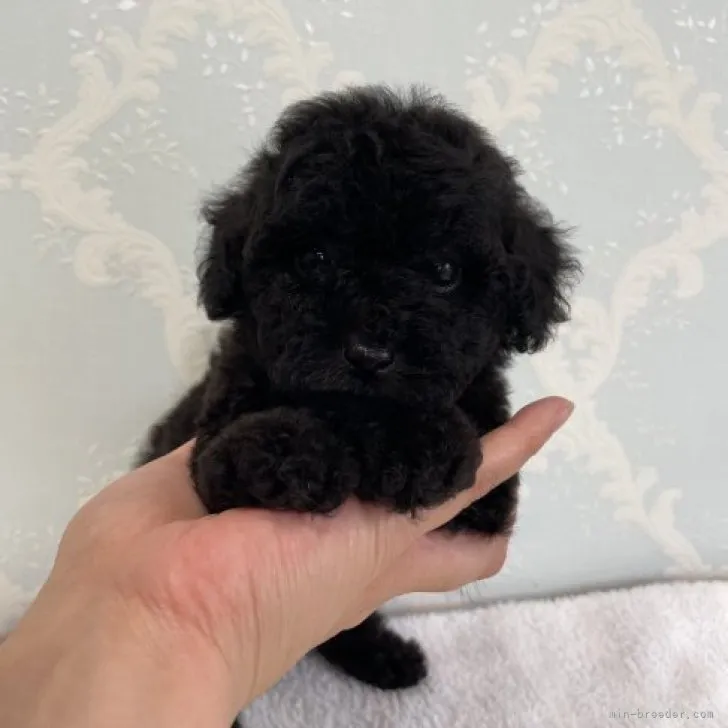 ID:2307-04728の子犬