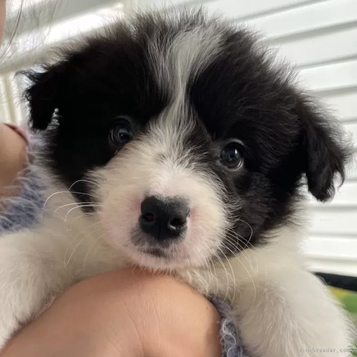 ID:2403-03148の子犬