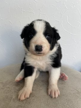ボーダーコリー【青森県・女の子・2022年4月18日・ブラック&ホワイト】の写真「穏やかな両親から生まれたベビーちゃんです✨」