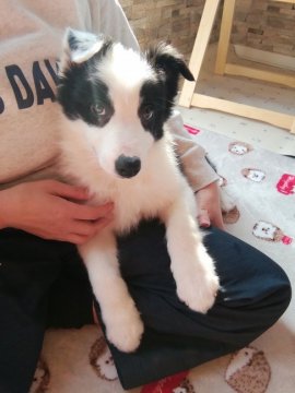ボーダーコリー【青森県・男の子・2020年12月8日・ブラック&ホワイト】の写真「ぬいぐるみのような可愛らしいお顔のぼくちゃんです」