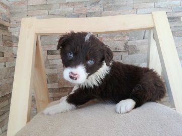 ボーダーコリー【青森県・男の子・2020年11月29日・チョコ&ホワイト】の写真「可愛らしいお顔のぼくちゃんです」