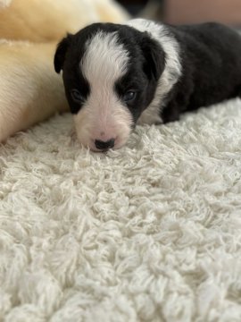 ボーダーコリー【青森県・男の子・2021年12月12日・ブラック&ホワイト】の写真「ぬいぐるみのような可愛らしいお顔のぼくちゃんです」
