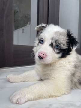 ボーダーコリー【青森県・男の子・2021年8月15日・ブルーマール】の写真「ブルーマールのとっても綺麗な大理石調の模様です✨」