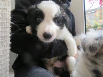 ボーダーコリー【青森県・男の子・2019年9月23日・ブラック&ホワイト】の写真「フルフレーズ、フルカラー美男子くんです！❇️」