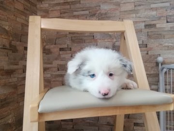 ボーダーコリー【青森県・男の子・2020年12月13日・ブルーマール】の写真「可愛らしいお顔のぼくちゃんです」