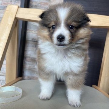 シェットランドシープドッグ【青森県・女の子・2024年3月9日・セーブル】の写真「🌸春のお迎えキャンペーン🌸」