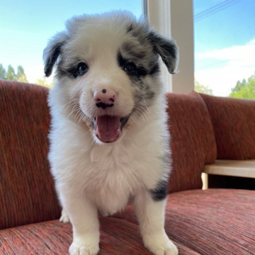 ボーダーコリー【青森県・男の子・2022年4月18日・ブラック&ホワイト】の写真「穏やかな両親から生まれたベビーちゃんです✨」