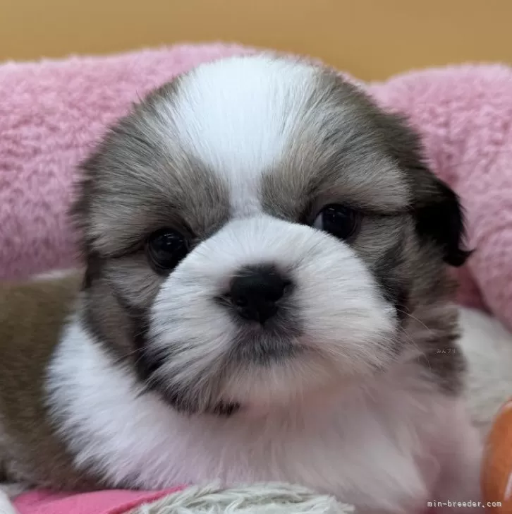 ID：2506-02299の子犬