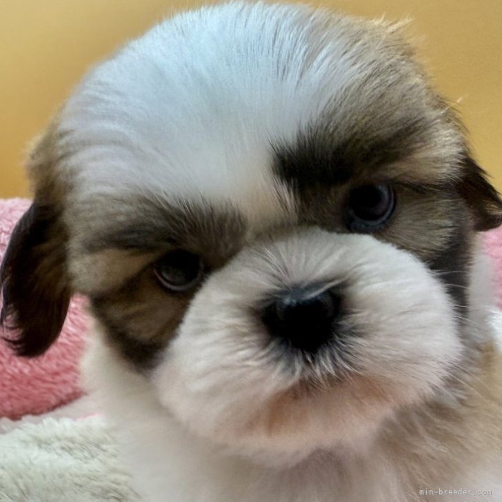 ブリーダー画像