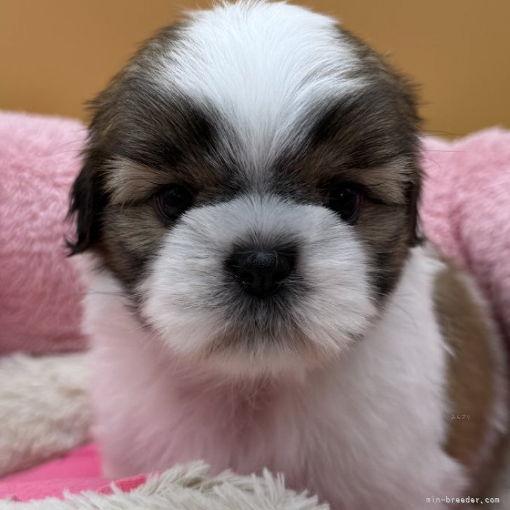 ブリーダー画像