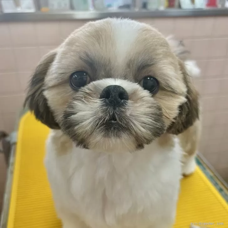 ID：2411-01150の子犬