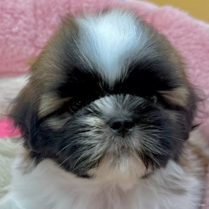 シーズー【東京都・男の子・2025年9月25日・ホワイト&amp;ゴールド】の写真1