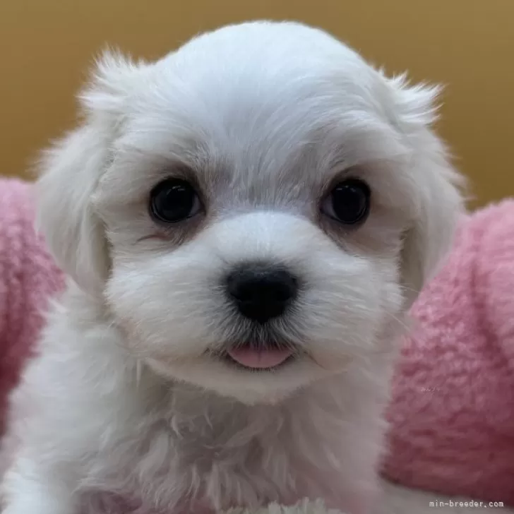 ID：2411-02998の子犬