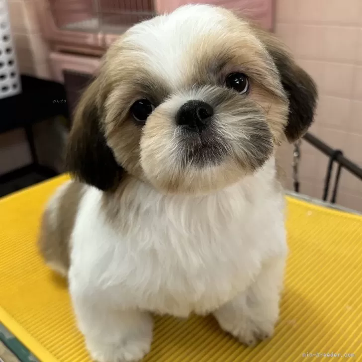 ID:2411-01144の子犬