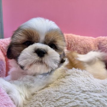 シーズー【東京都・男の子・2025年9月25日・ホワイト&ゴールド】の写真「超ハイテンション」