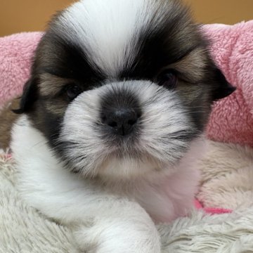 シーズー【東京都・女の子・2025年9月25日・ホワイト&ゴールド】の写真「おしとやか」