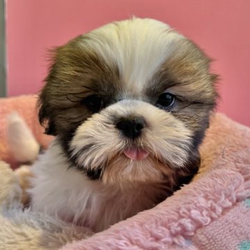 シーズー【東京都・男の子・2025年9月25日・ホワイト&ゴールド】の写真「ハイテンション」