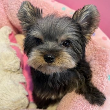 ヨークシャーテリア【東京都・女の子・2025年9月13日・スティールブルー&タン】の写真「好奇心旺盛」