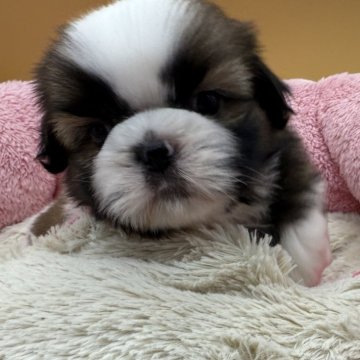 シーズー【東京都・男の子・2025年9月25日・ホワイト&ゴールド】の写真「ハイテンション」