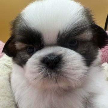 シーズー【東京都・男の子・2025年11月8日・ホワイト&ゴールド】の写真「好奇心旺盛」