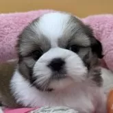 シーズー【東京都・女の子・2025年4月26日・ホワイト&ゴールド】の写真1