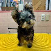 ヨークシャーテリア