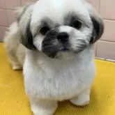 シーズー【東京都・男の子・2024年10月25日・ホワイト&ゴールド】の写真1