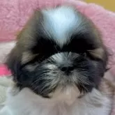 シーズー【東京都・男の子・2025年9月25日・ホワイト&ゴールド】の写真1