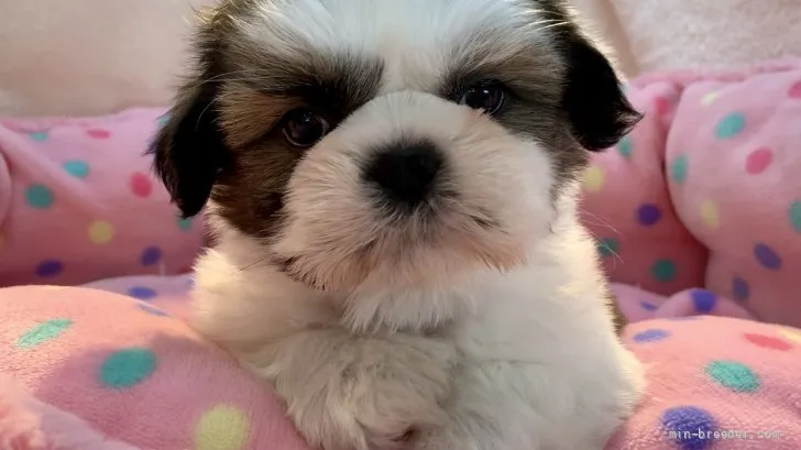 ID：2201-04503の子犬