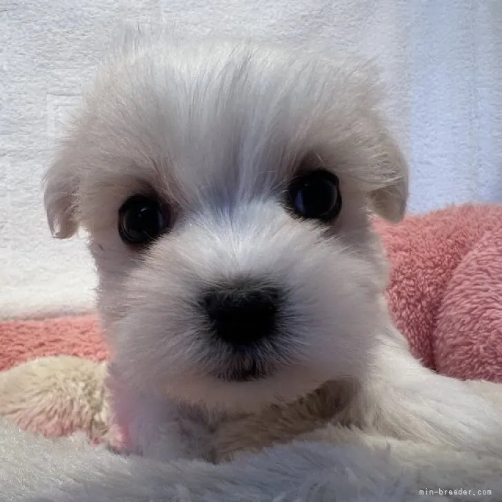 ID:2311-06148の子犬