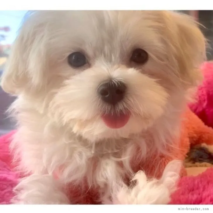 ID：2309-00051の子犬