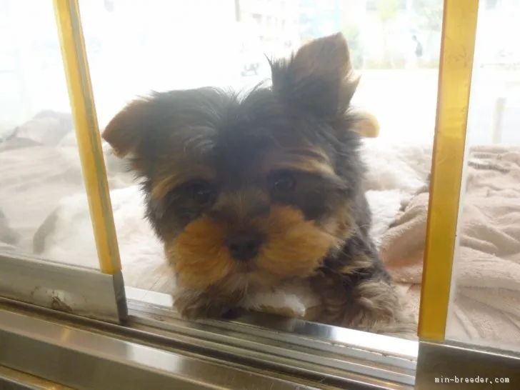 ID:1703-00494の子犬