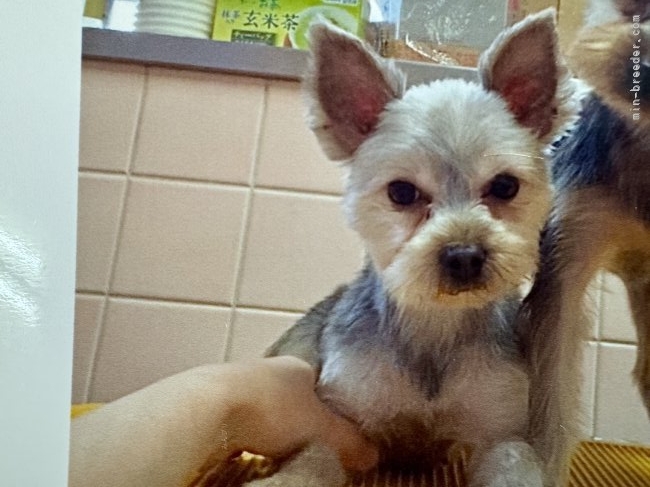 ヨークシャーテリア【・女の子・2022年12月9日・スティールブルー&タン】