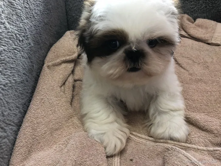 ID:1901-01564の子犬